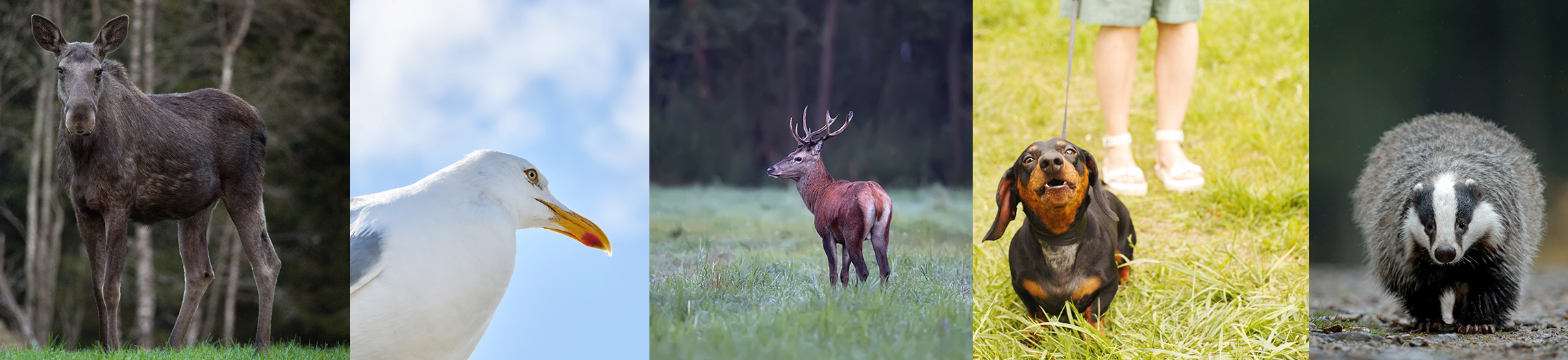 Naturmangfold bilde av elg, måke, grevling, rådyr og hund i bånd